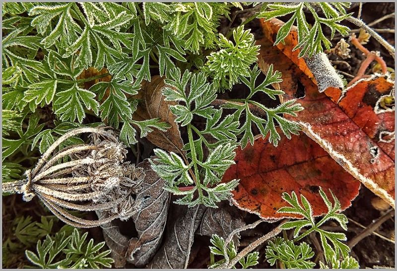 *** фото превью