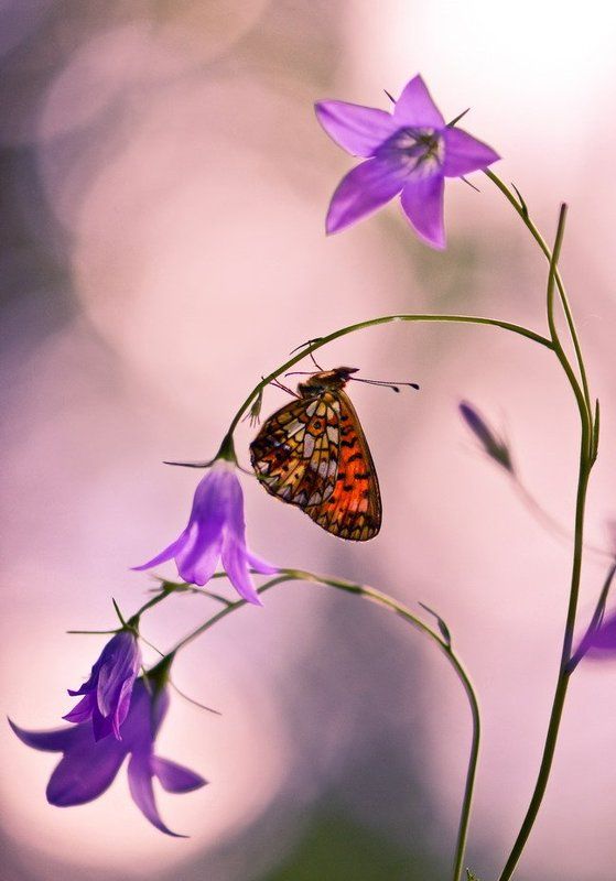 среди колокольчиков фото превью