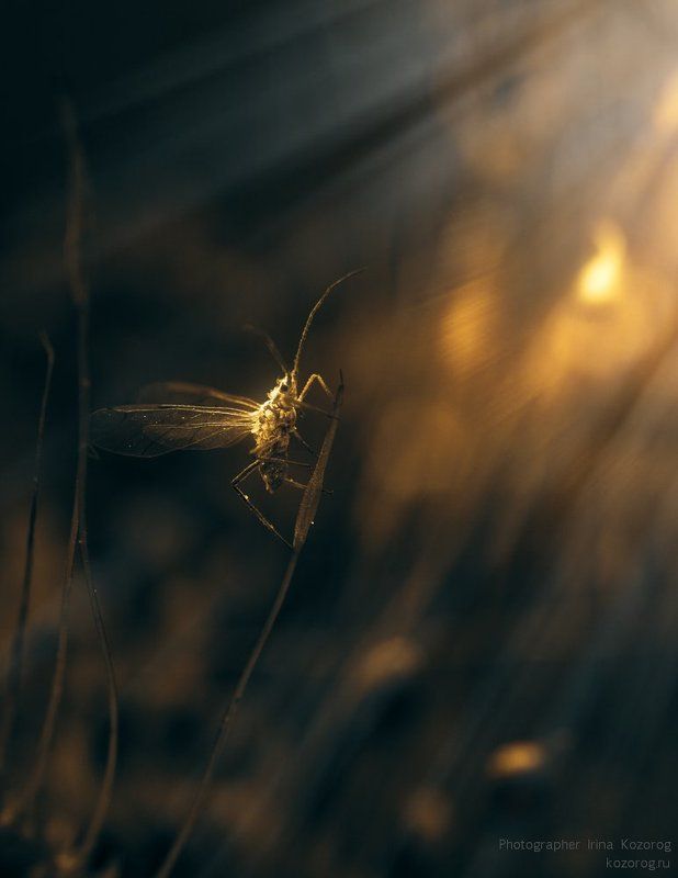 Тля фото превью