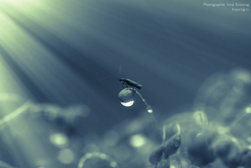 ... фото превью