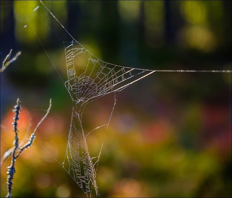 , Бурлов Андрей