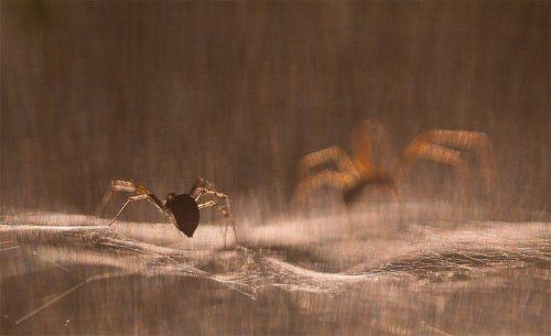 Фантазии стеснительного паука...