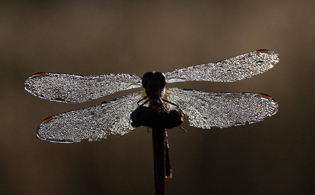 , Сергей Таланов