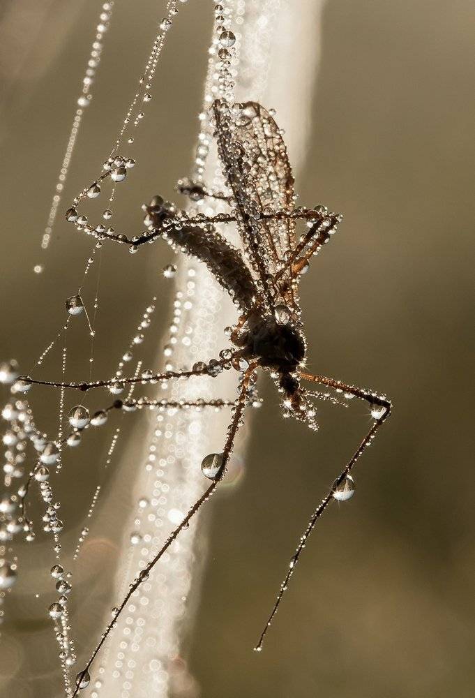 , Александр Чибиркин