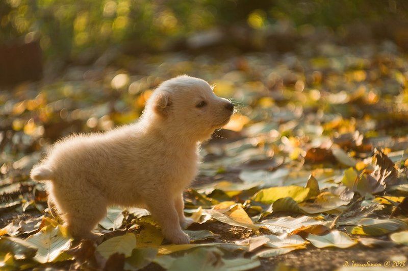 Умка :) фото превью