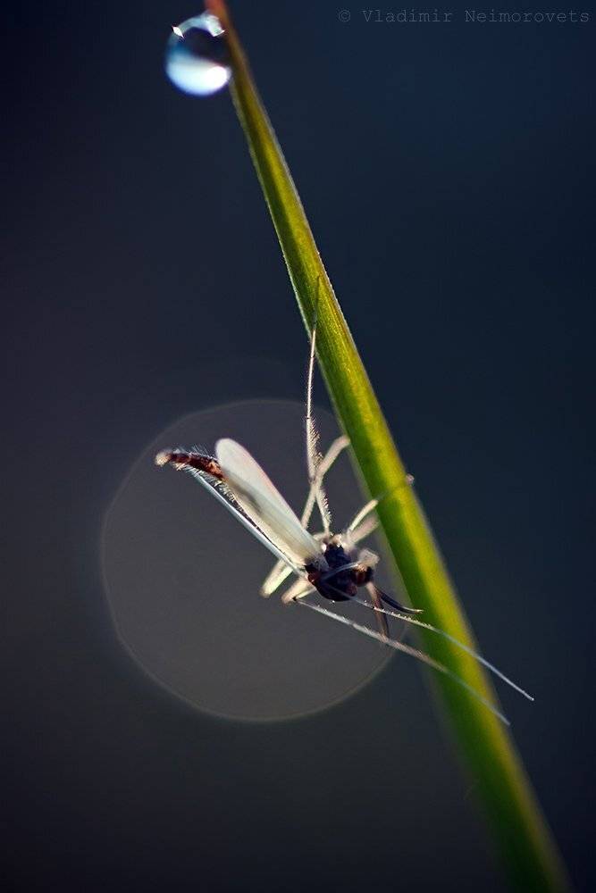 , Vladimir Neimorovets