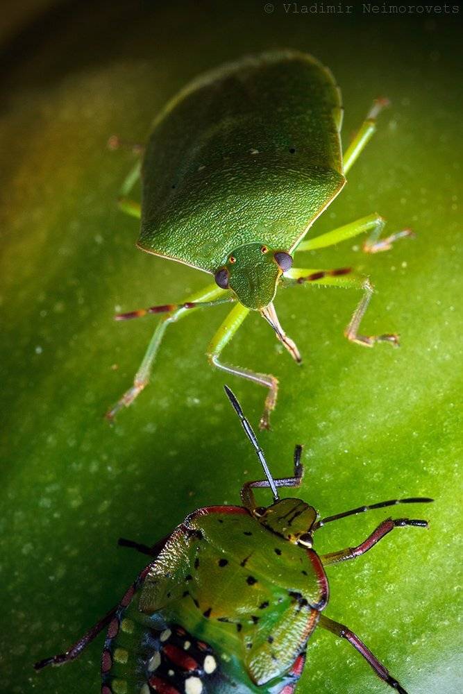 Krasnodar territory, Nezara viridula, Norh-west caucasus, Краснодарский край, Северо-западный кавказ, Северский район, Vladimir Neimorovets