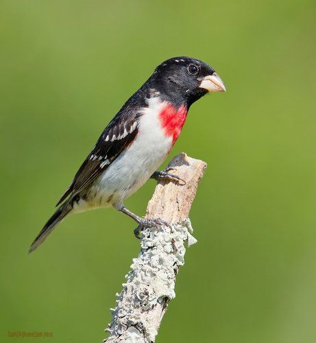 Красногрудый дубоносовый кардинал  - Rose-breasted Grosbeak