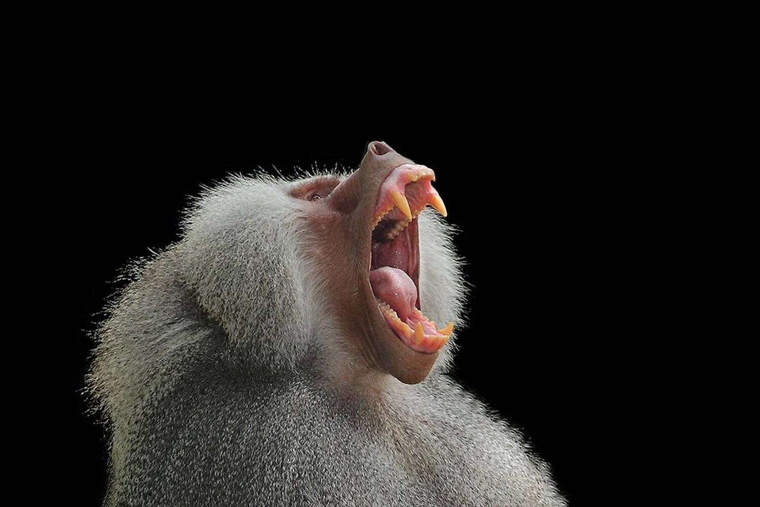 7D, Бабуин, Животные, Yuri Gomelsky