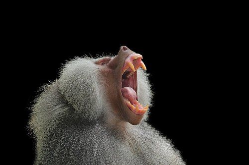 Baboon