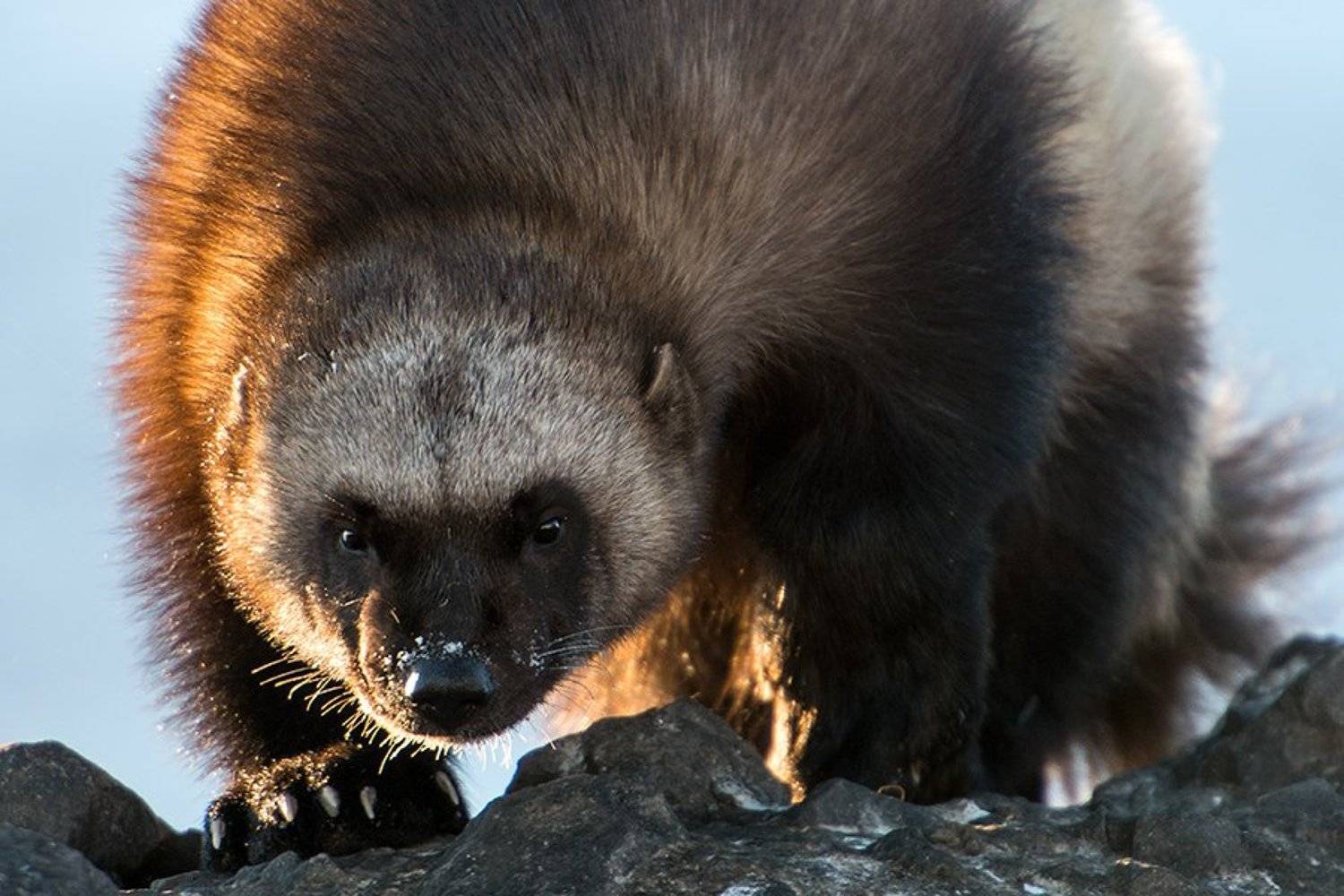 , Иван Кислов