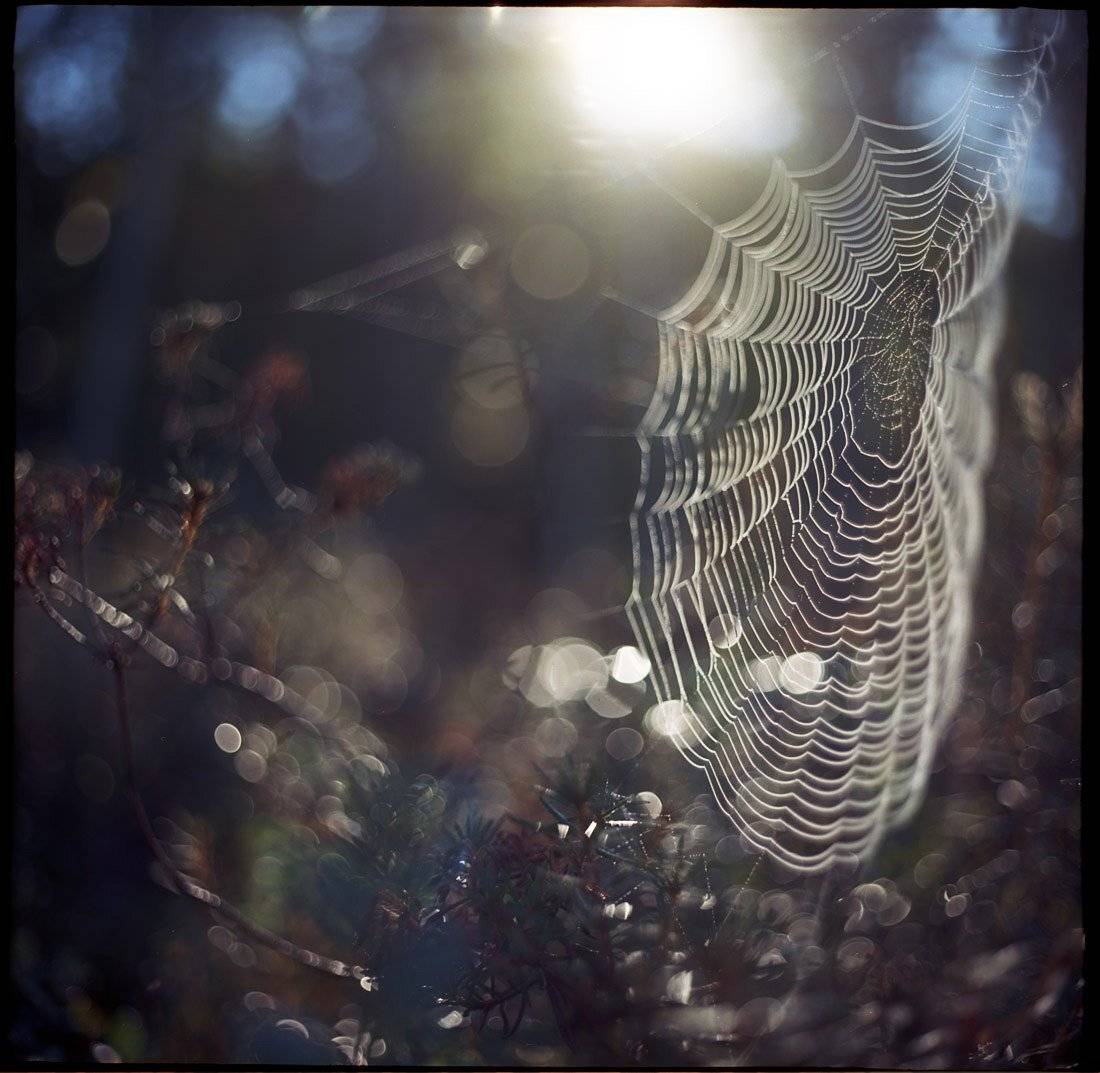 , Rimantas Bikulcius