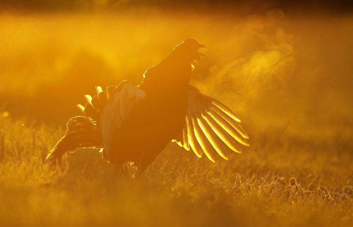 Дикая природа россии сергей иван, Кировская область, СергейИванов, Тетерев, Сергей Иванов