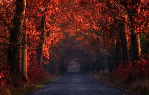 Autumn alley