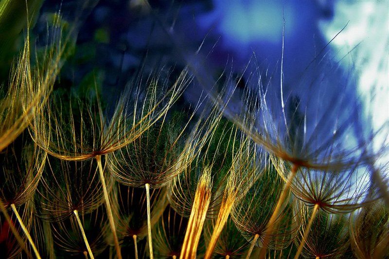 wake,sony,dandelion,macro, So Close to the Nature ( Inside ) фото превью