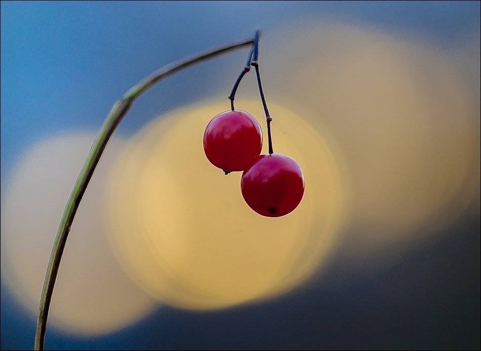 , Бурлов Андрей