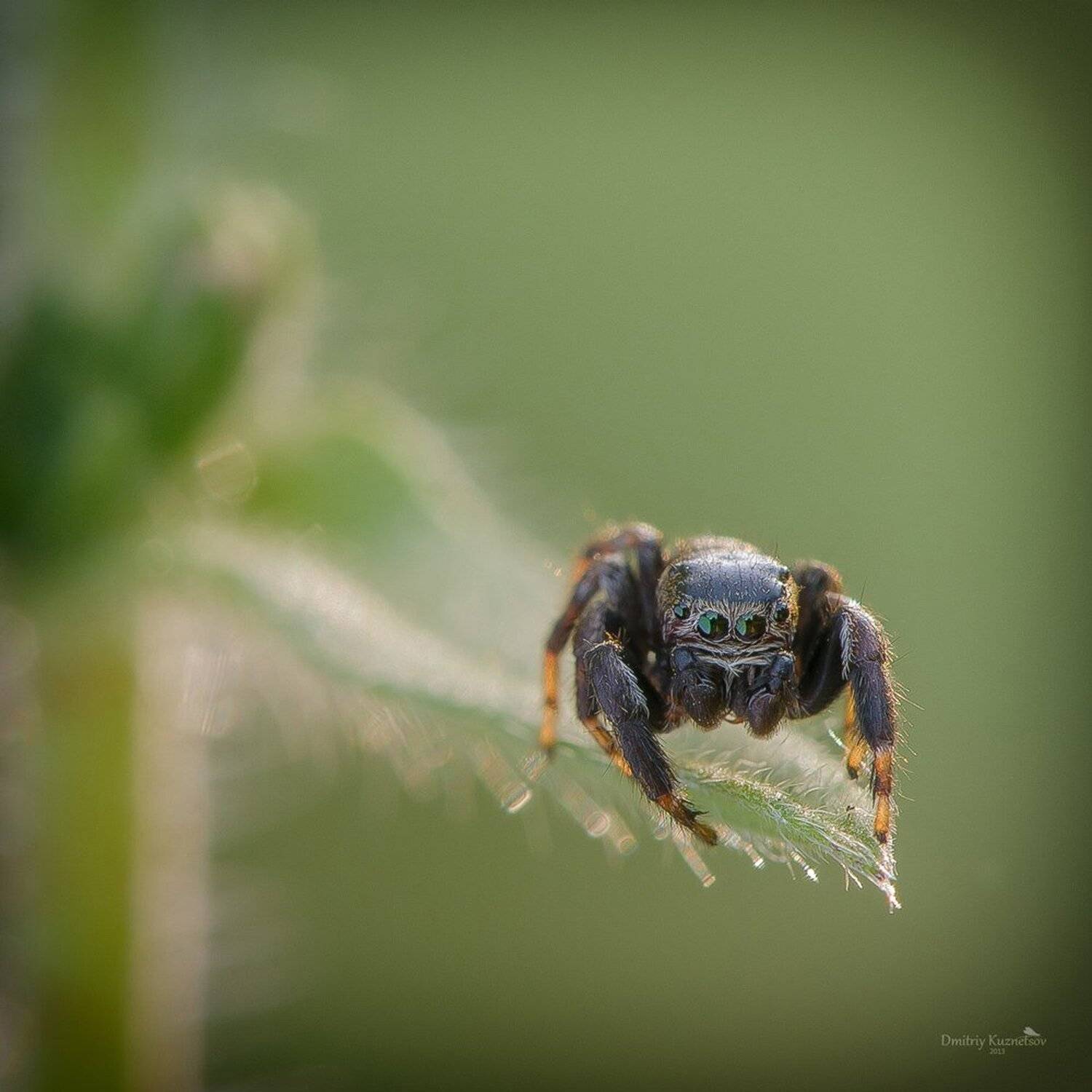 , Кузнецов Дмитрий