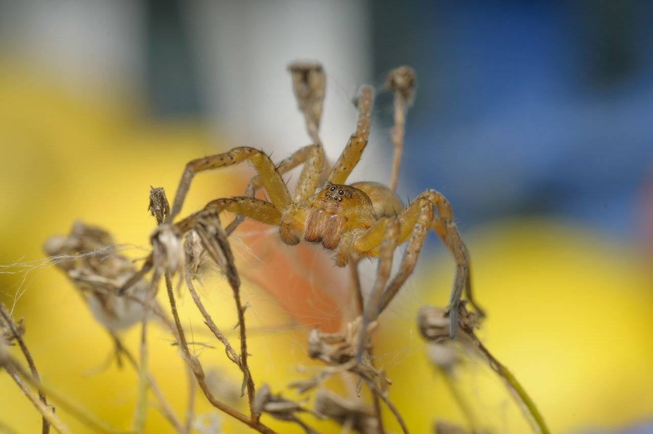 , Сергей Харитон