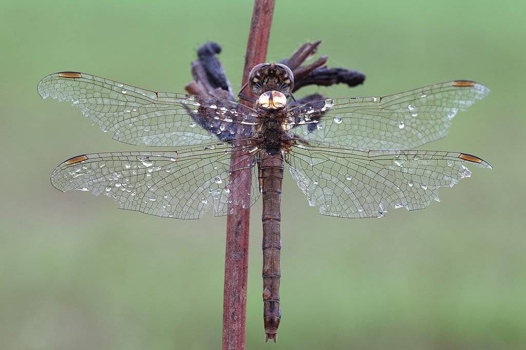 , Сергей Таланов