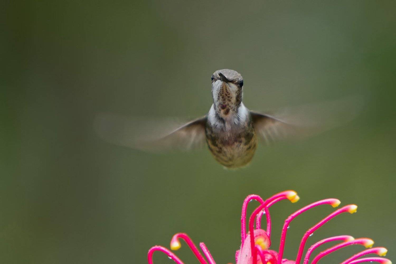 , Елена Давыдова