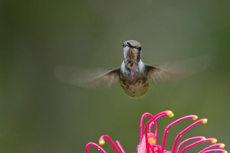 Траектория крыла фото превью