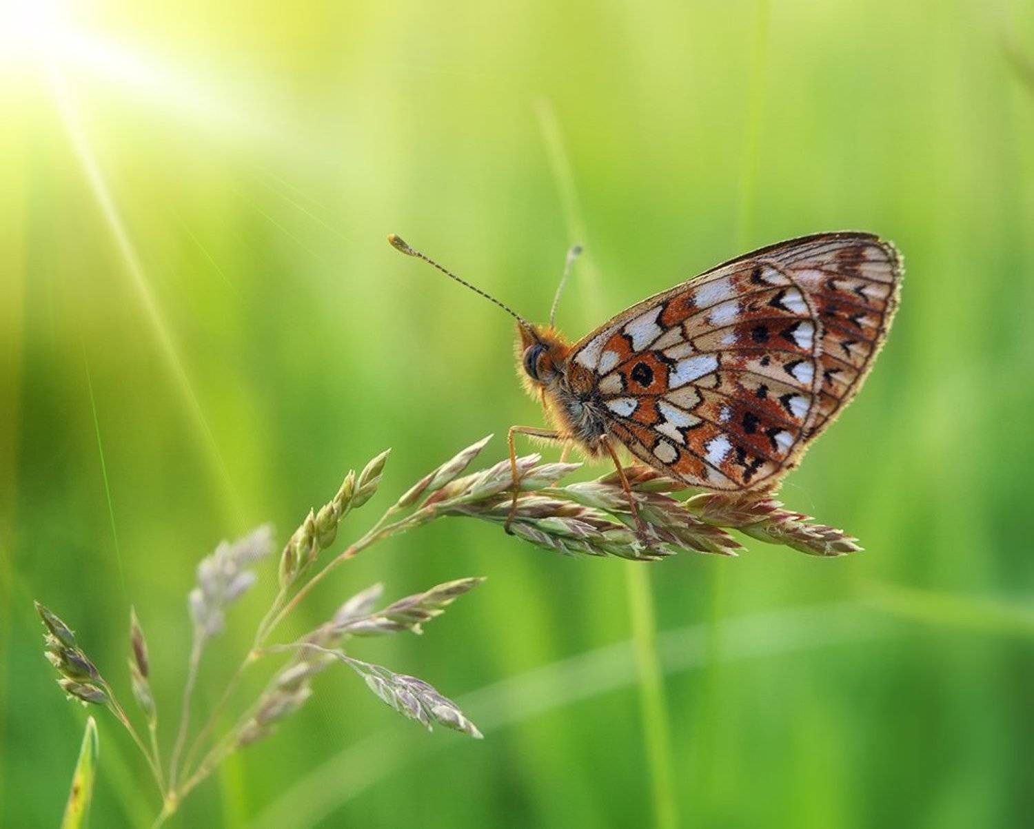 butterfly, nikon 1j1, wollensak cine raptar, бабочка, Alexey Gnilenkov