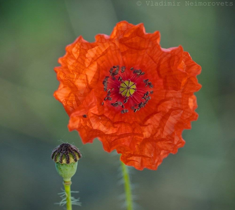 Krasnodar territory, Norh-west caucasus, Papaver rhoeas, Краснодарский край, Мак-самосейка, Северо-западный кавказ, Северский район, Vladimir Neimorovets