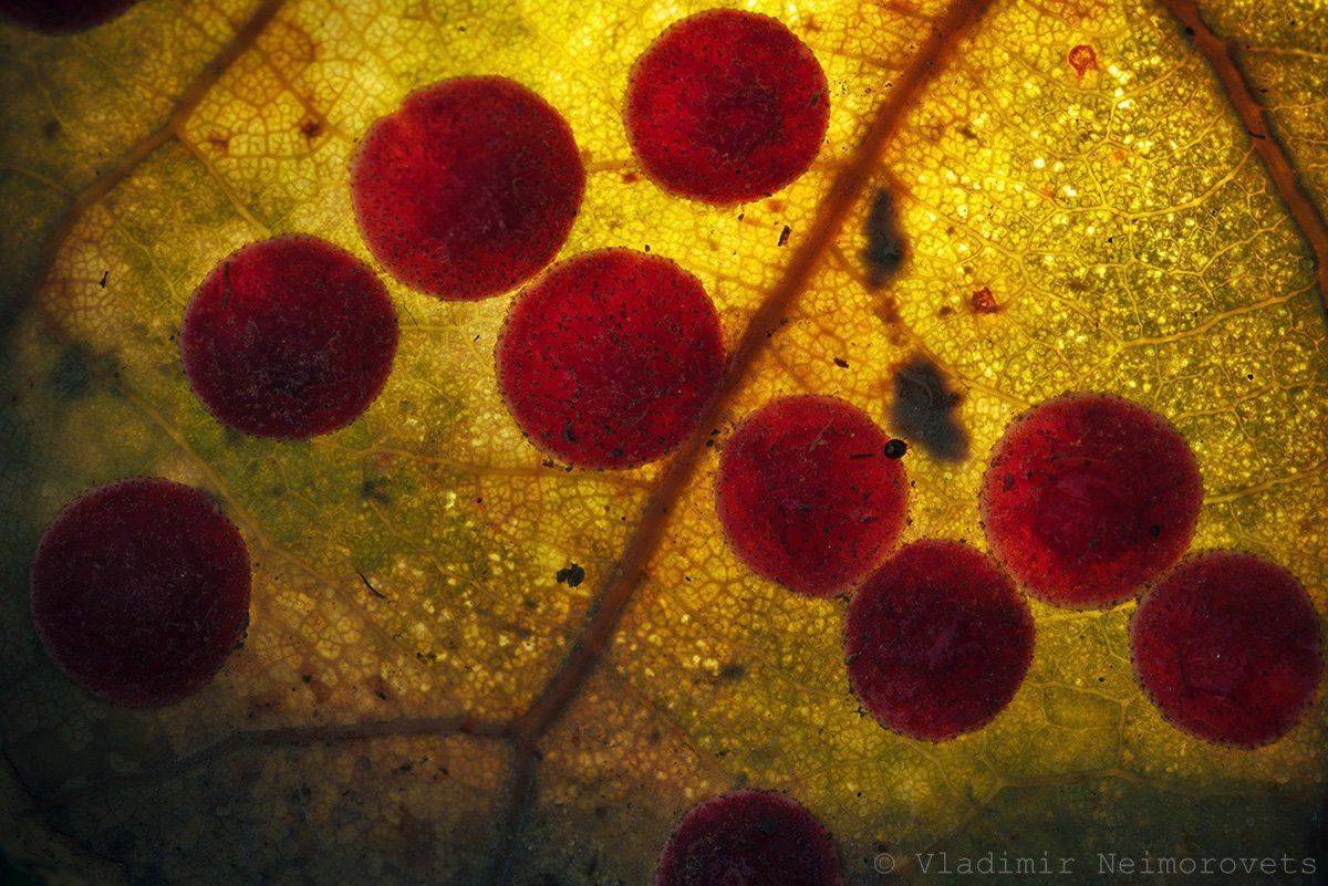 Krasnodar territory, Neuroterus quercusbaccatum, Norh-west caucasus, Виноградообразная орехотворка, Краснодарский край, Северский район, Vladimir Neimorovets