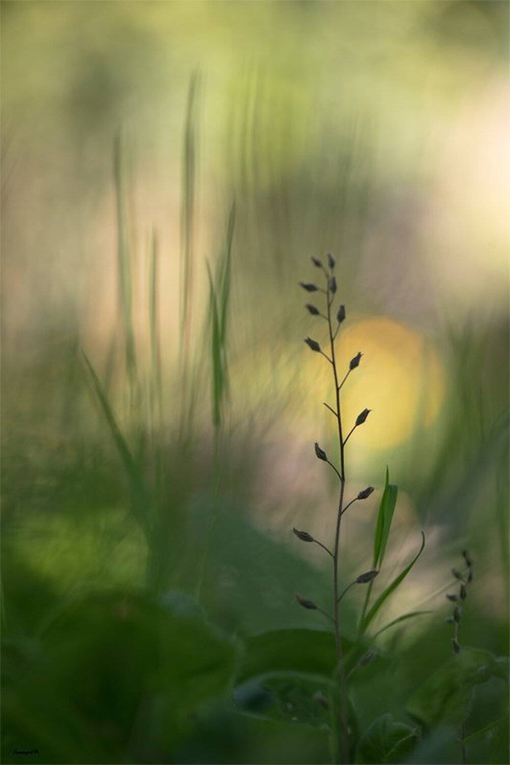 , Геннадий Мещеряков