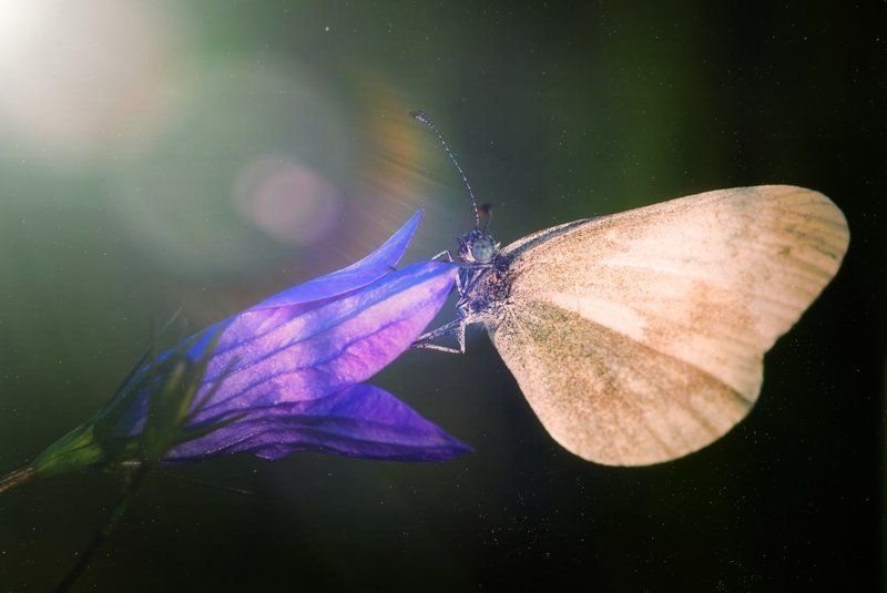 Утро фото превью