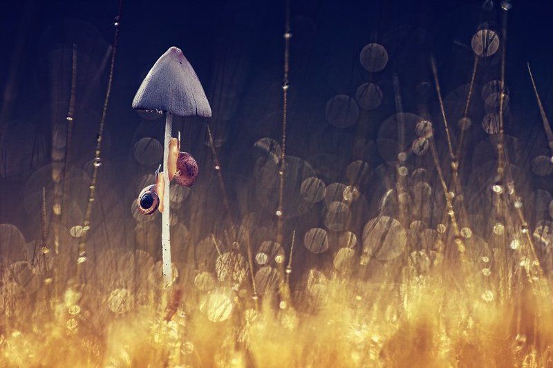 Macro, Mushroom, Snail Race in Hell (гонки в аду) фото превью