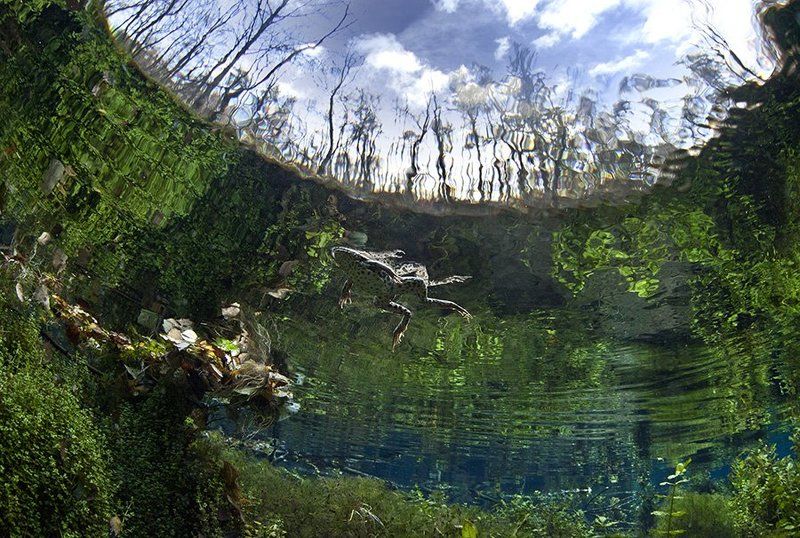 лягушка,подводная фотография небеса фото превью