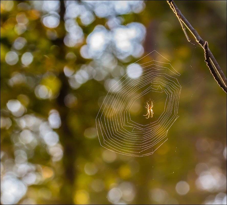 , Бурлов Андрей