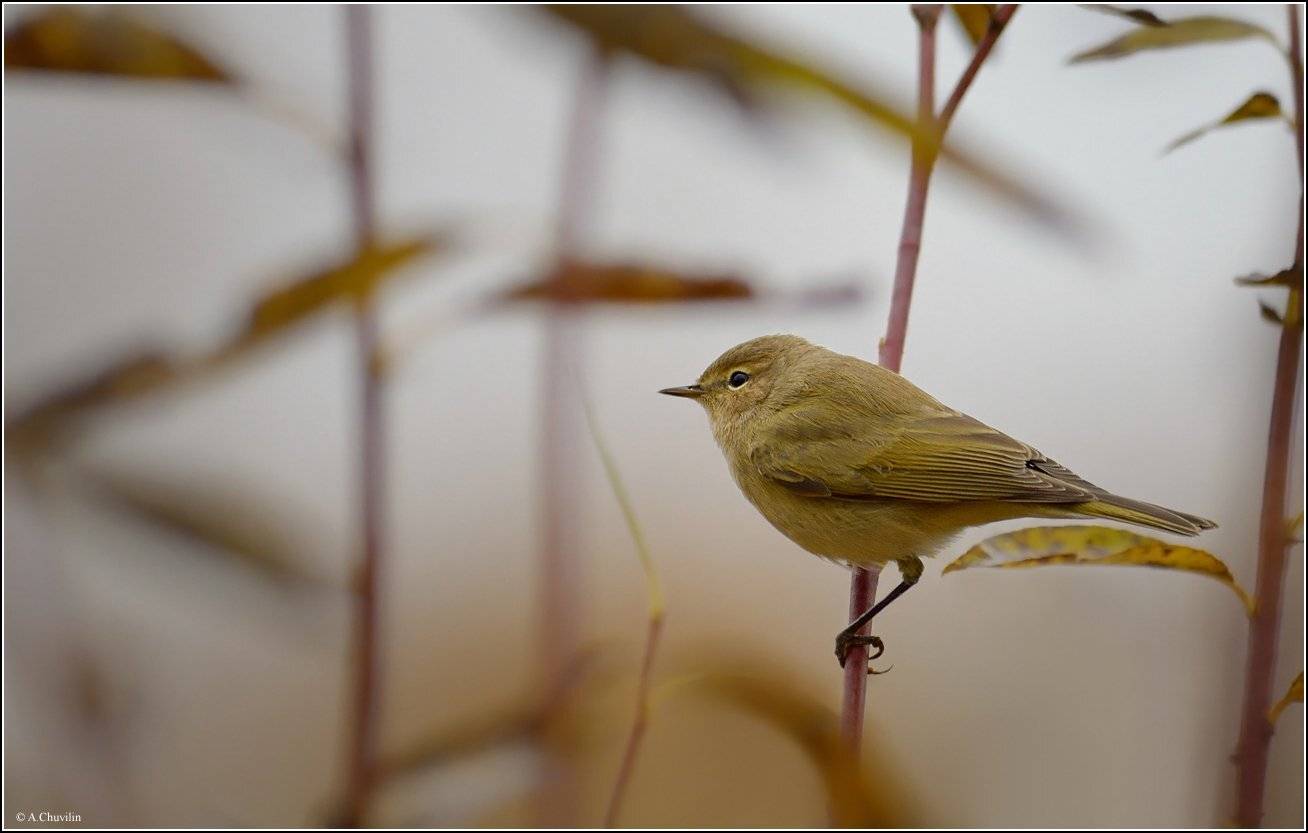 птица,вечер,пеночка, Александр Чувилин