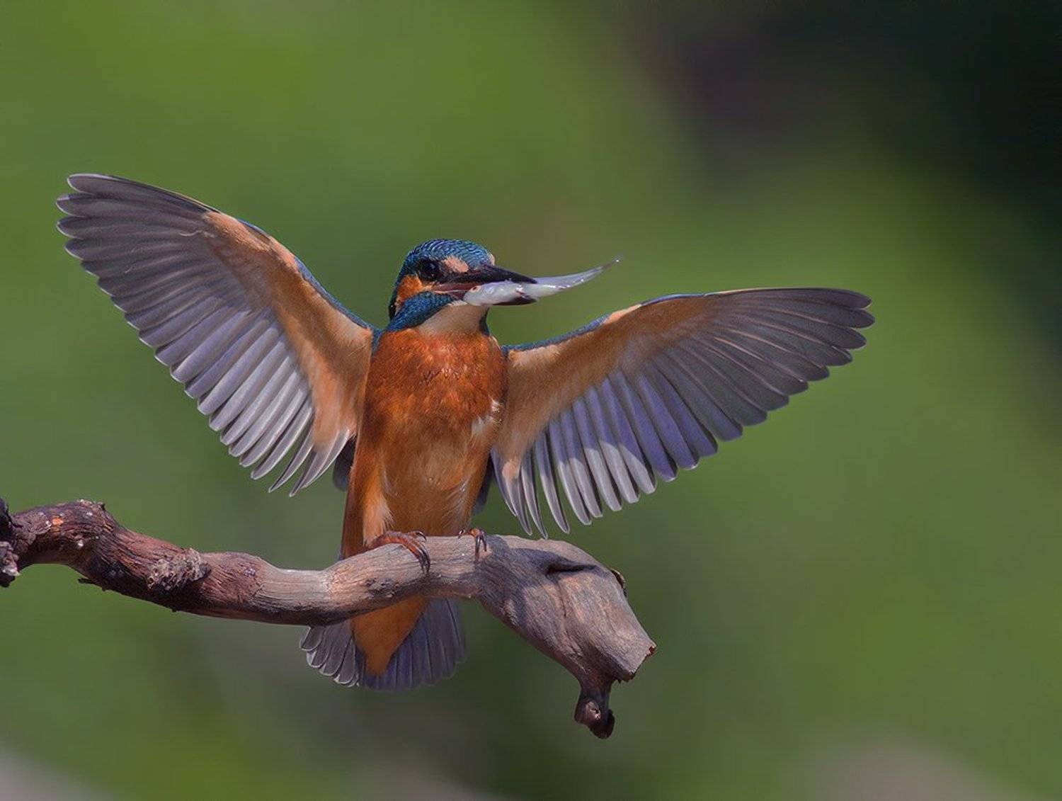 , Стефан Дянков
