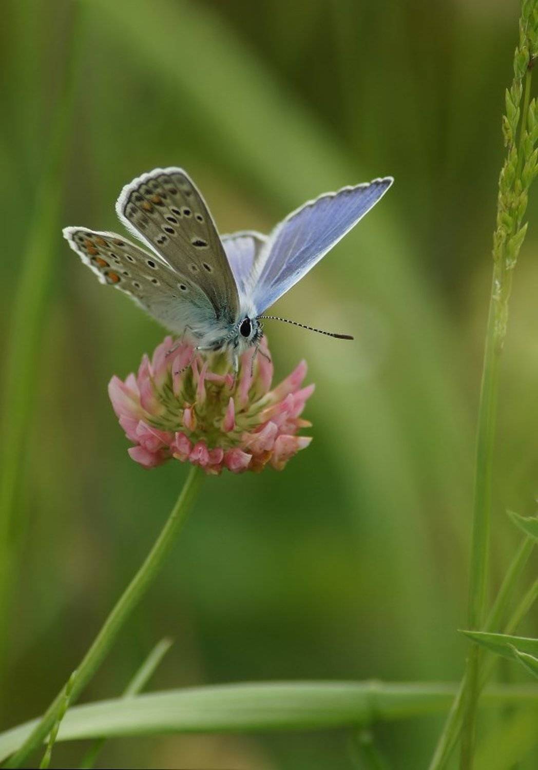 , Чепленко Алексей