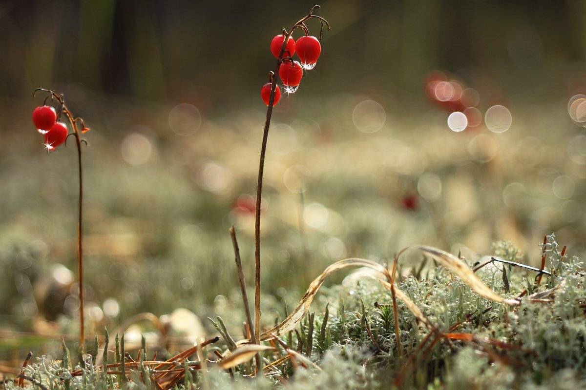 , Сергей Кузнецов