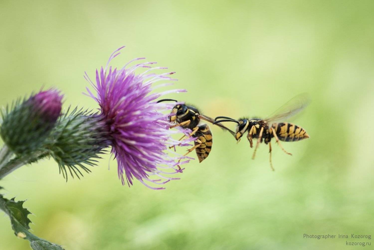 , Ирина Козорог