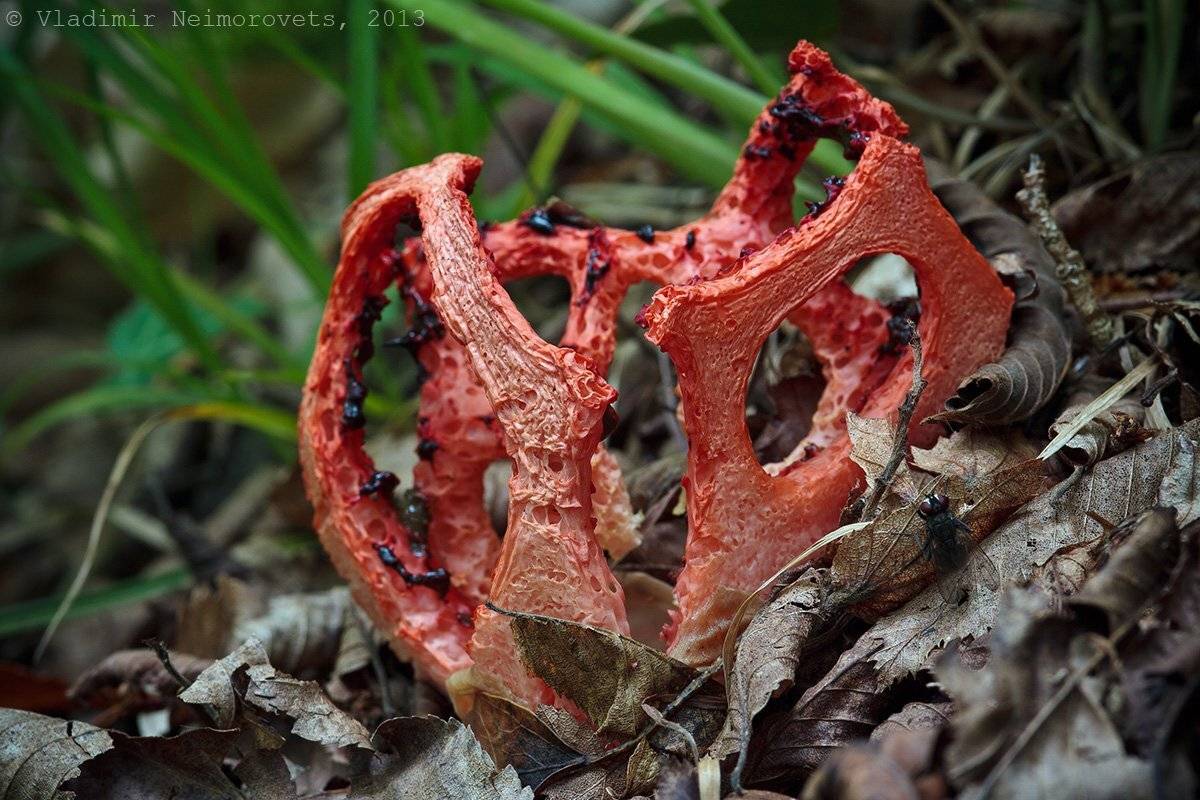 Clathrus ruber, Krasnodar territory, Norh-west caucasus, Краснодарский край, Навагирская щель, Полуостров Абрау, Решёточник красный, Северо-западный кавказ, Утриш, Vladimir Neimorovets