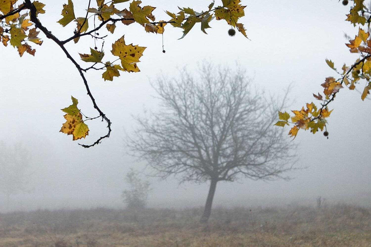 октябрь, осень, туман, Ирина Костова