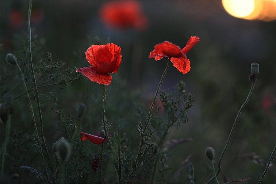 , Наталья Ова