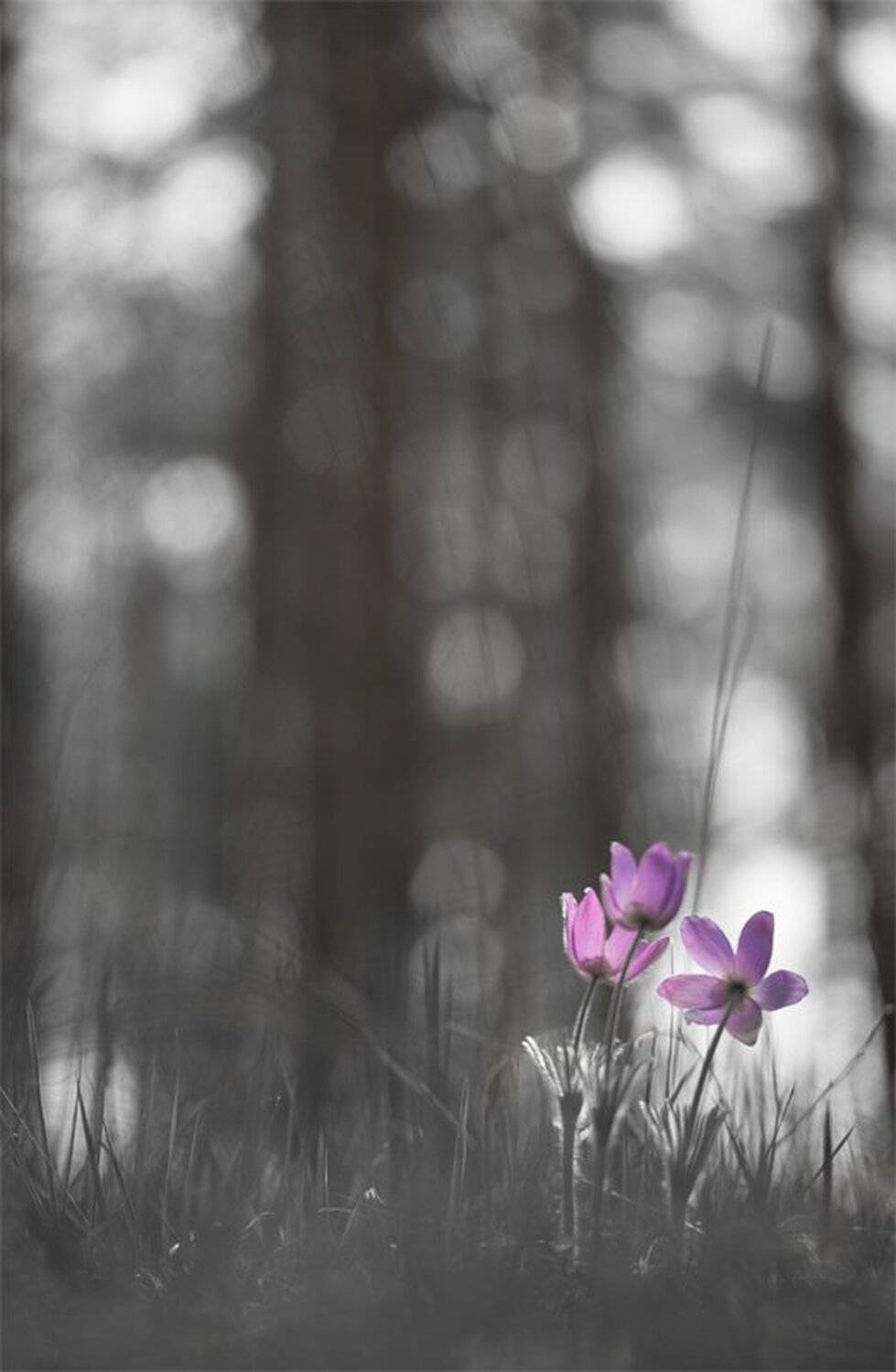 , Геннадий Мещеряков