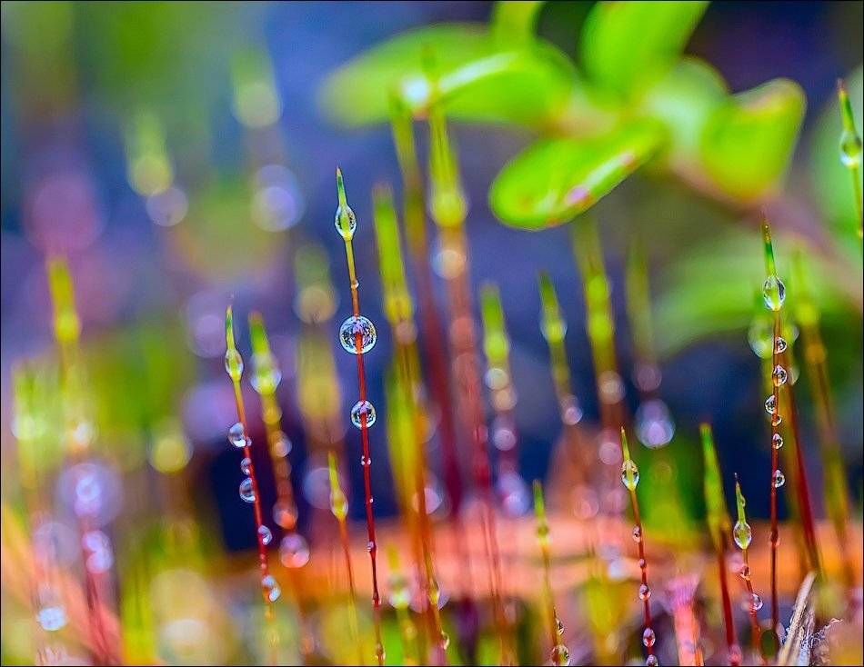 , Бурлов Андрей