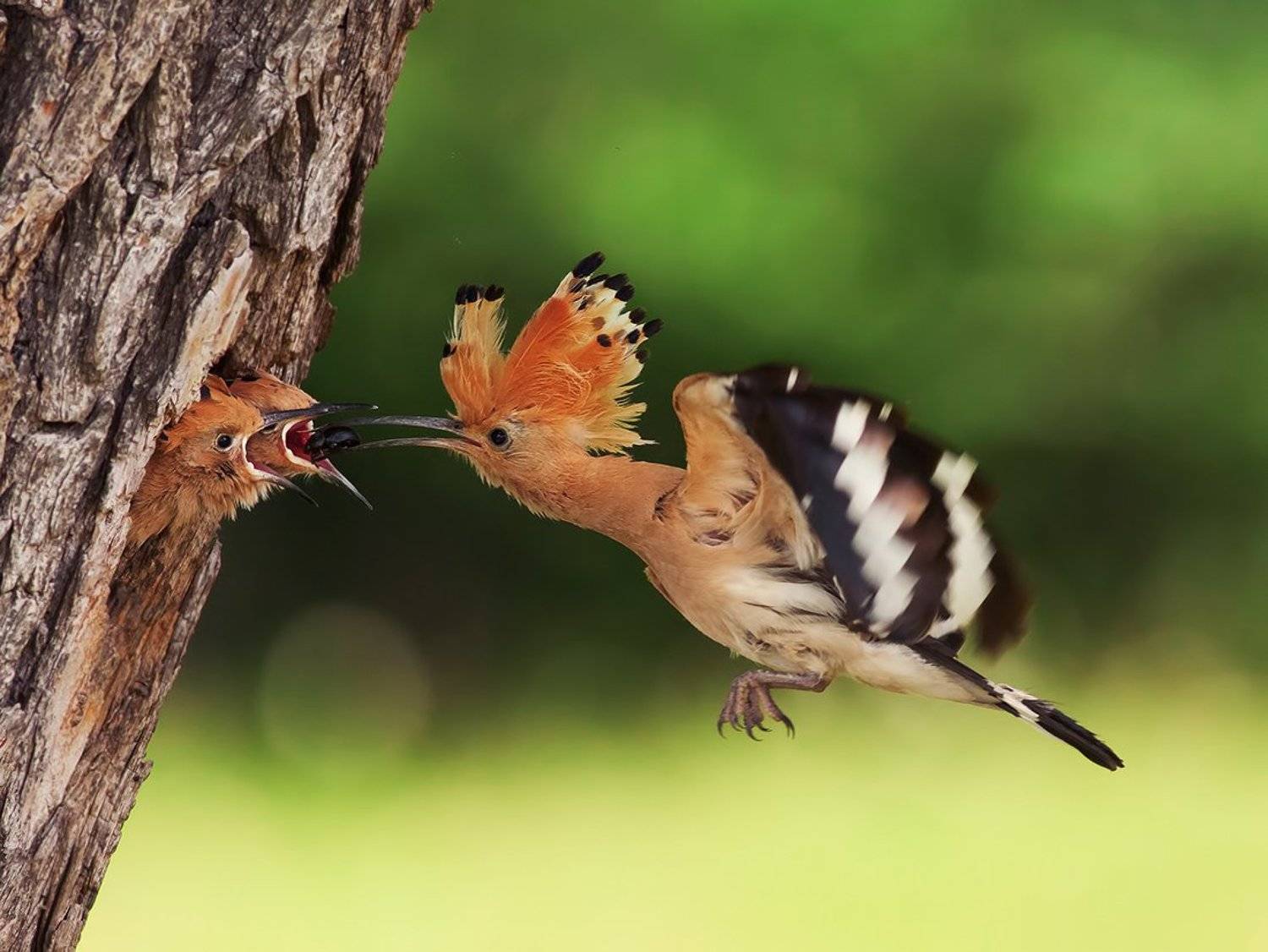 , Стефан Дянков