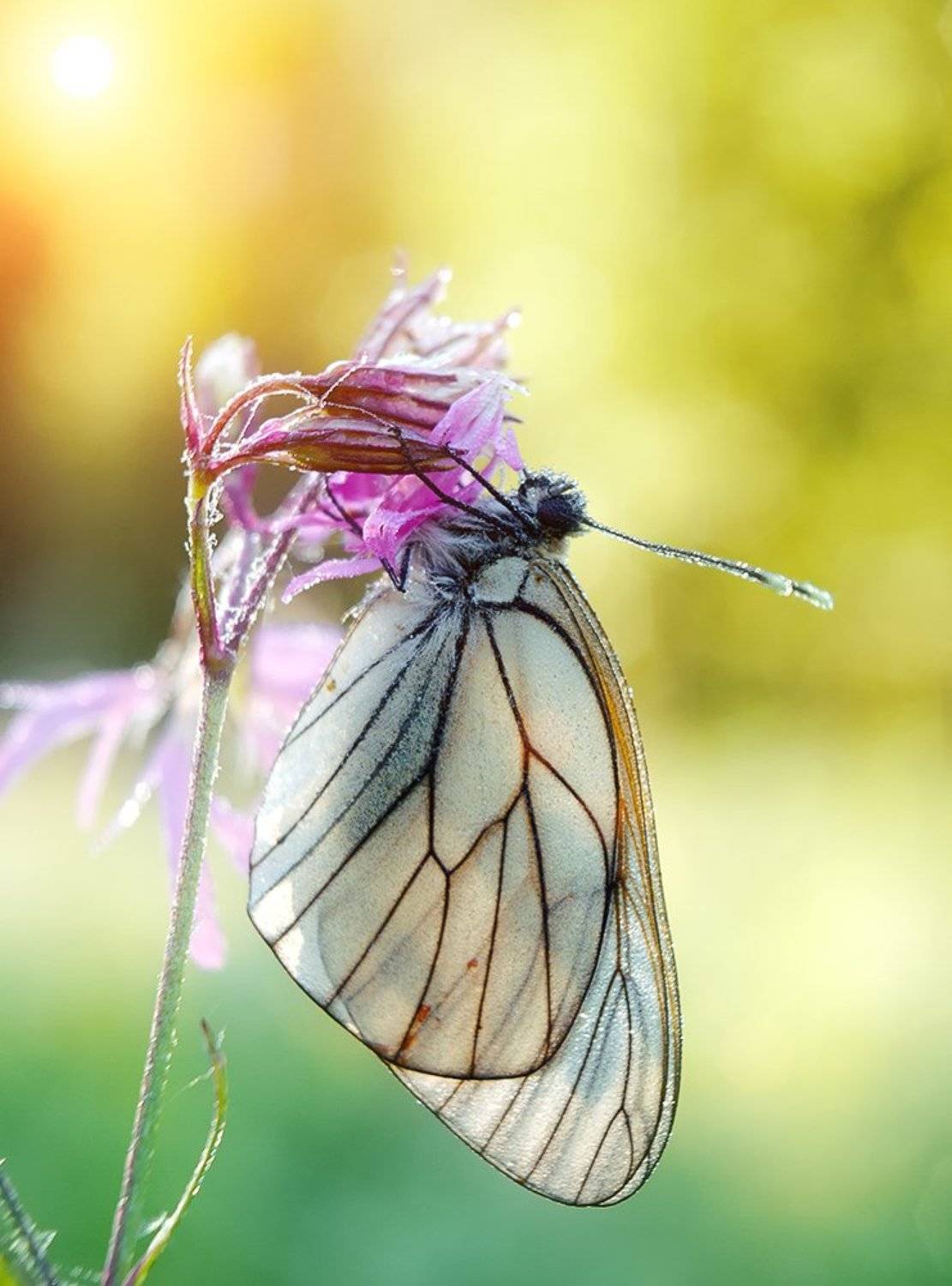 butterfly, closeup, macro, бабочка, боярышница, макро, Alexey Gnilenkov