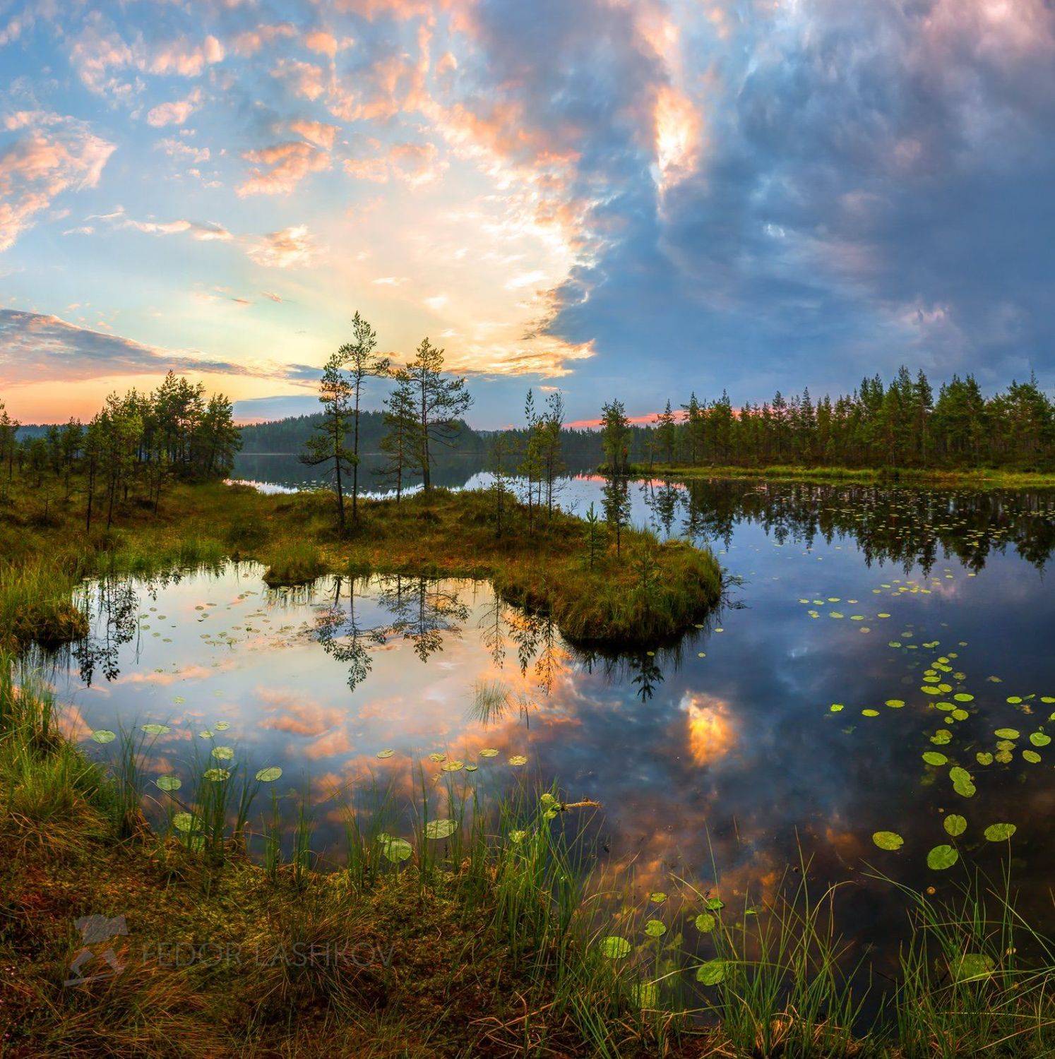 ленинградская область, рассвет, лето, сосны, озеро, отражение, деревья, берег, небо, облака, болото,, Лашков Фёдор