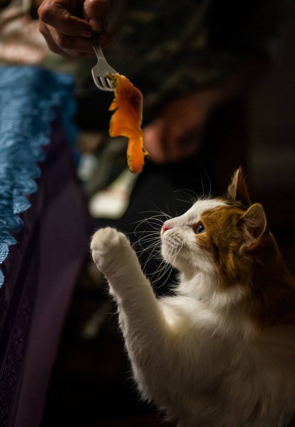 кошка, животные, быт, питомец, деревня, cat, animal, village, Даркина Дарья