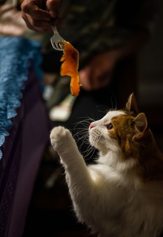 кошка, животные, быт, питомец, деревня, cat, animal, village Василиса. фото превью