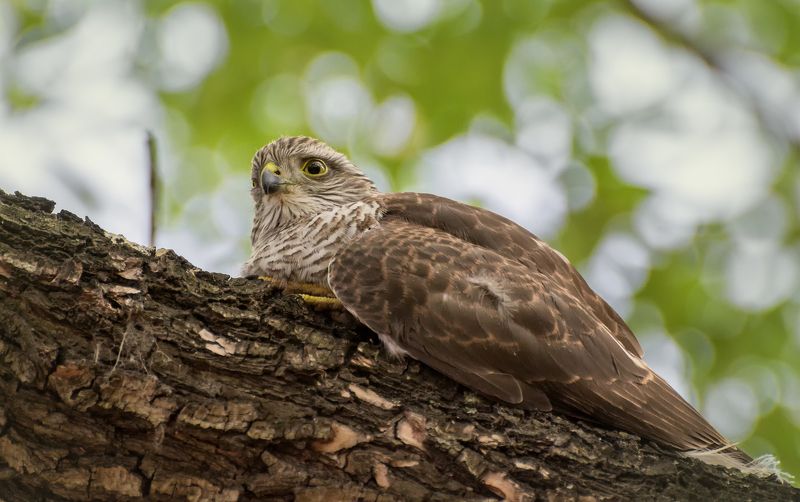 птица, ястреб, перепелятник, слёток, Отдых.. фото превью