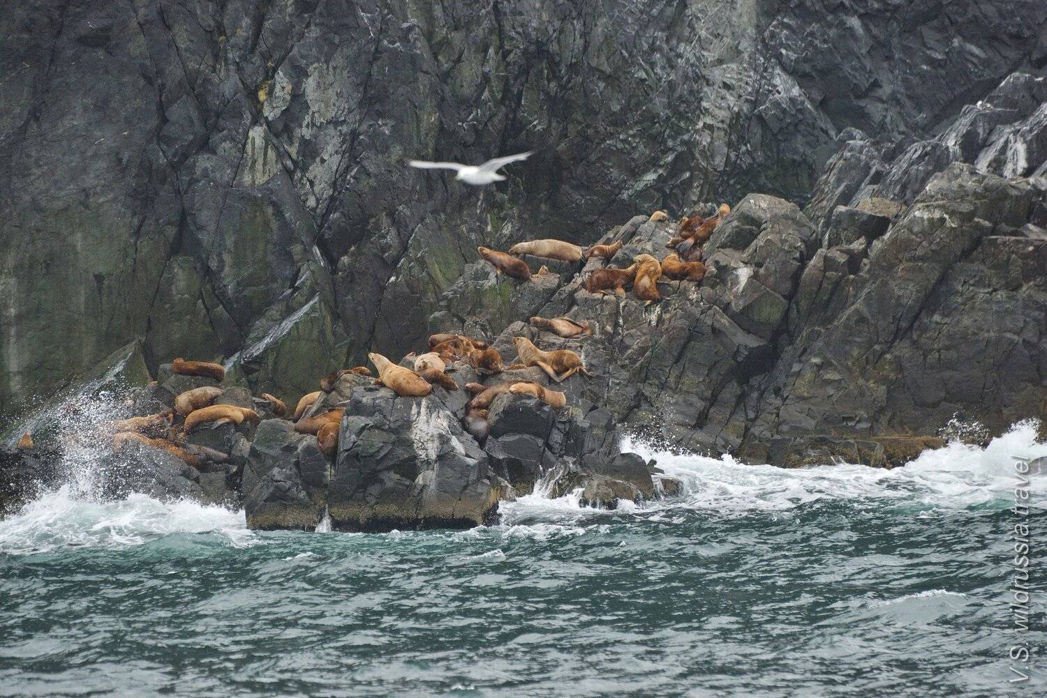Камчатка, экспедиция, шагнивнеизведанное, путешествие, животные, фауна, тюлень, морж, морской лев, прибой, скала, риф, чайка, полёт, Владимир Столяров